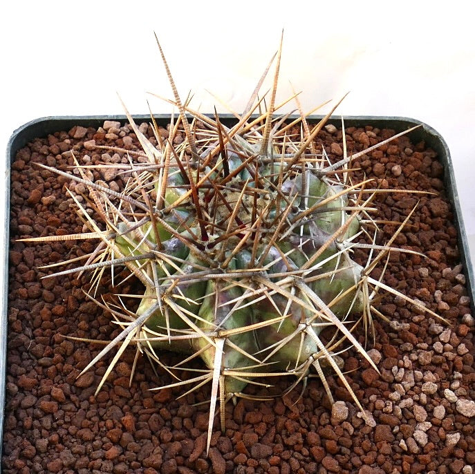 Echinocactus ingens succulent cactus with dense long brown spines and ribbed green body