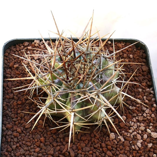 Echinocactus ingens succulent cactus with dense long brown spines and ribbed green body