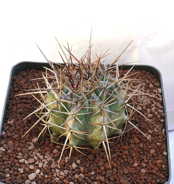 Echinocactus ingens succulent cactus with thick ribs and long sharp brown spines in pot