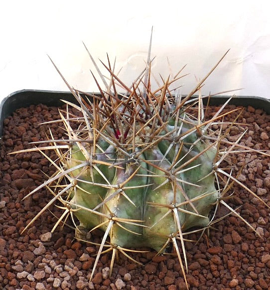 Echinocactus ingens succulent cactus with thick ribs and long sharp brown spines