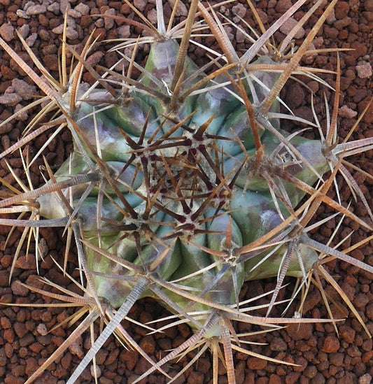 Echinocactus ingens succulent cactus with thick green body and long sharp brown spines