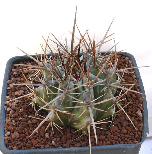 Echinocactus ingens succulent cactus with thick green body and long brown spines in pot