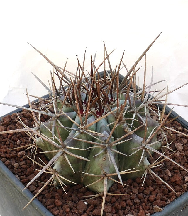 Echinocactus ingens succulent cactus with thick green body and long sharp brown spines in pot