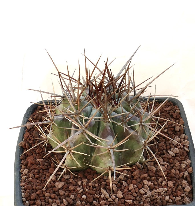 Echinocactus ingens succulent cactus with large brown spines and ribbed green body in pot