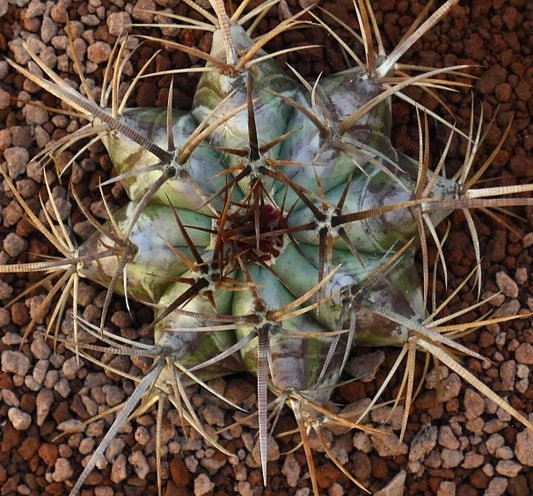 Echinocactus ingens succulent cactus with long spines and ribbed green body