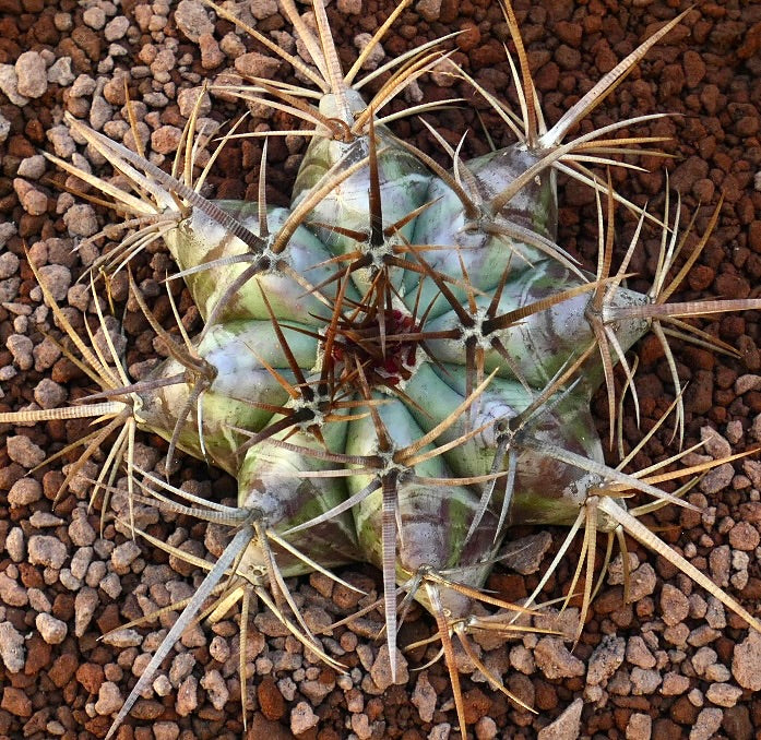 Echinocactus ingens succulent cactus with thick ribs and long sharp spines on rocky soil