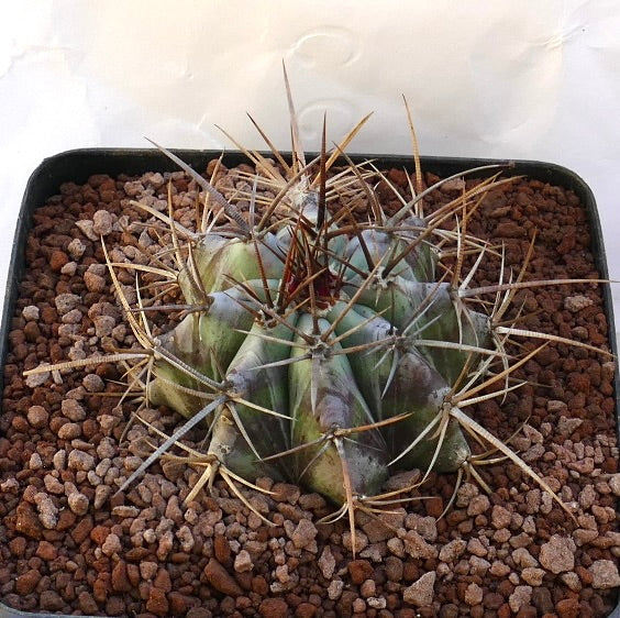 Echinocactus ingens succulent cactus with thick ribs and long sharp brown spines in gravel