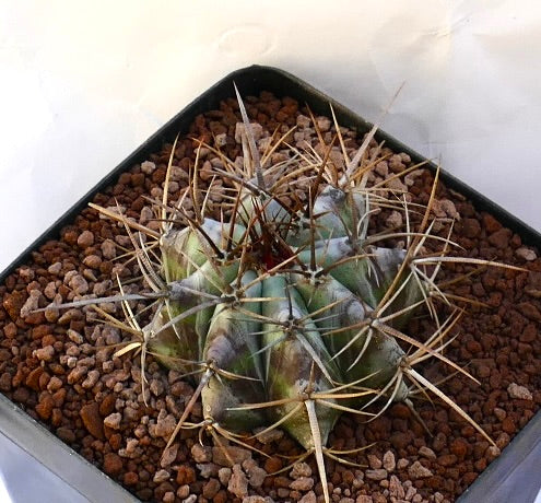 Echinocactus ingens succulent cactus with thick spines and ribbed green body in pot