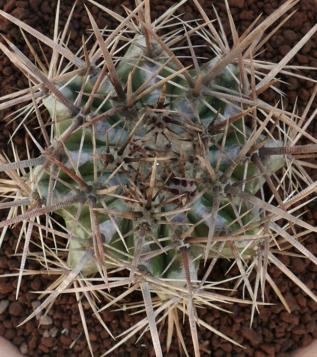 Echinocactus ingens succulent cactus with dense strong brown spines and ribbed green body