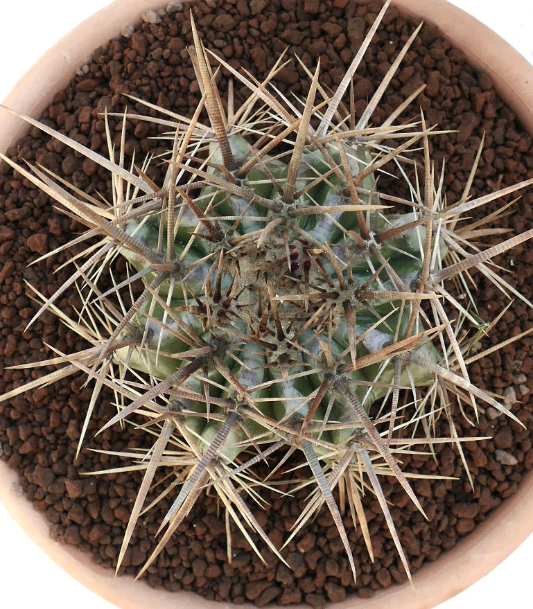 Echinocactus ingens succulent cactus with dense strong long spines in pot
