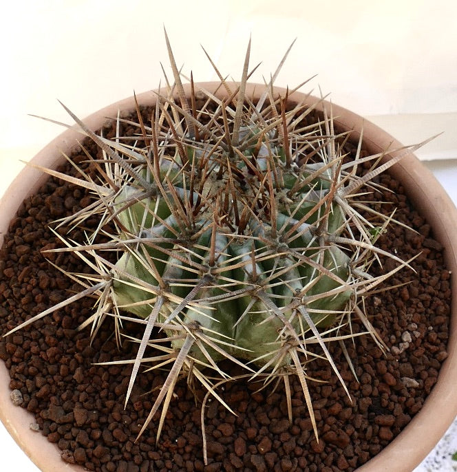 Echinocactus ingens succulent cactus with strong long brown spines in terracotta pot