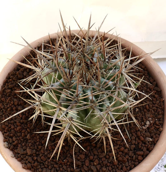 Echinocactus ingens succulent cactus with strong long brown spines in terracotta pot