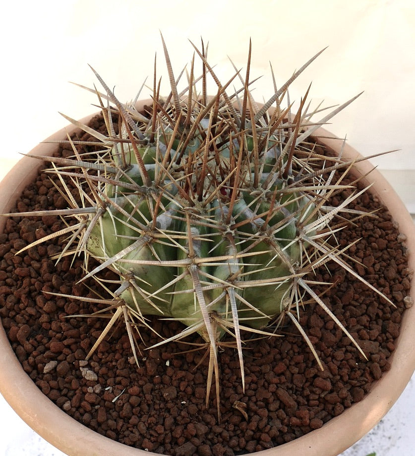 Echinocactus ingens succulent cactus with strong long brown spines in terracotta pot