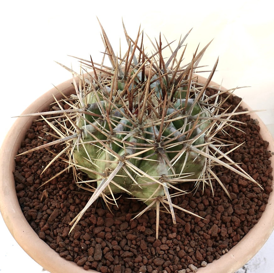 Echinocactus ingens succulent cactus with strong long brown spines in terracotta pot