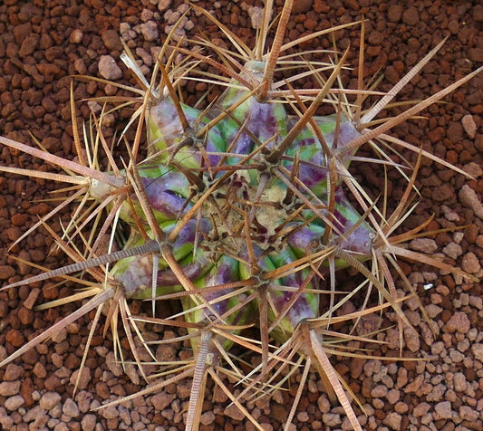 Echinocactus ingens succulent cactus with thick brown spines and green-purple ribbed body