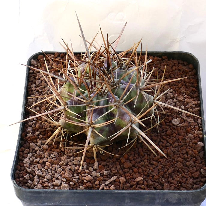 Echinocactus ingens succulent cactus with thick spines and green-purple ribbed body