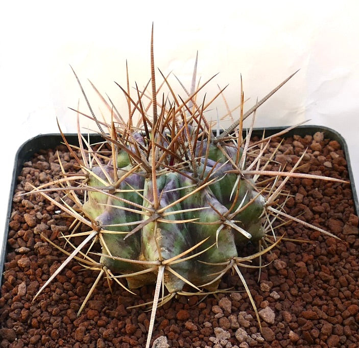 Echinocactus ingens succulent cactus with thick spines and green-purple ribbed body in pot