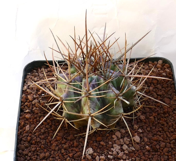 Echinocactus ingens succulent cactus with thick spines and ribbed green body