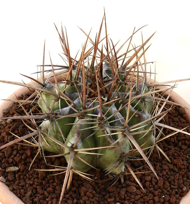 Echinocactus ingens succulent cactus with thick green body and long brown spines in pot