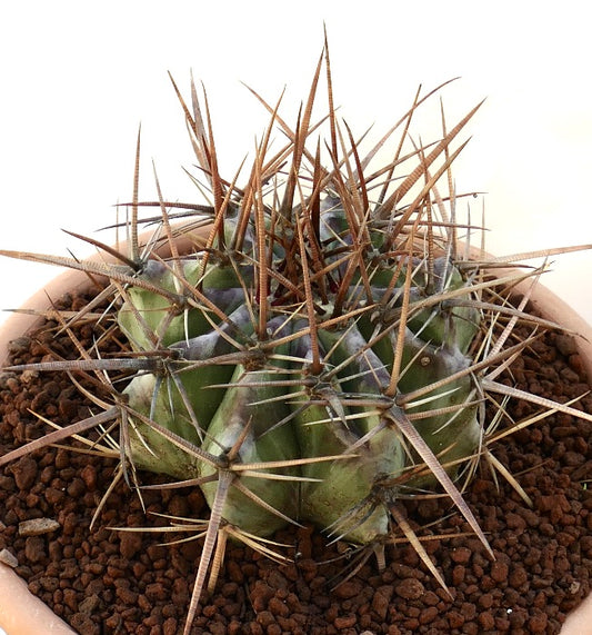 Echinocactus ingens succulent cactus with thick green body and long brown spines in pot