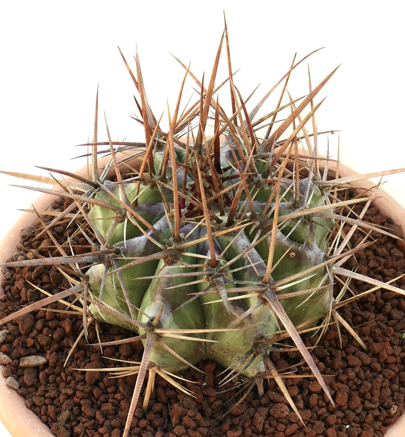 Echinocactus ingens succulent cactus with thick green body and long sharp brown spines in pot