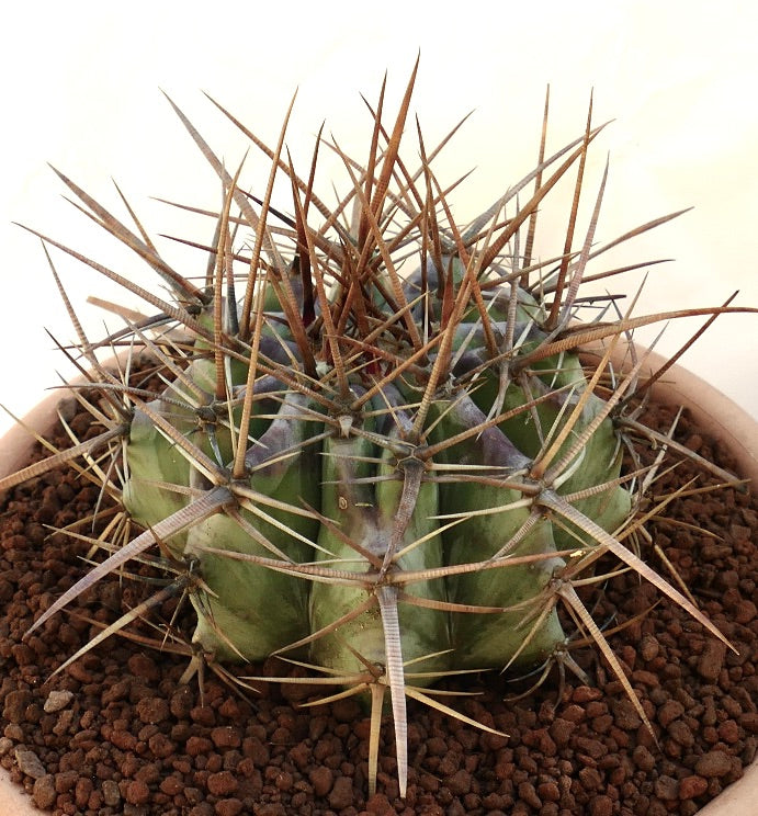 Echinocactus ingens succulent cactus with thick green body and long brown spines in pot