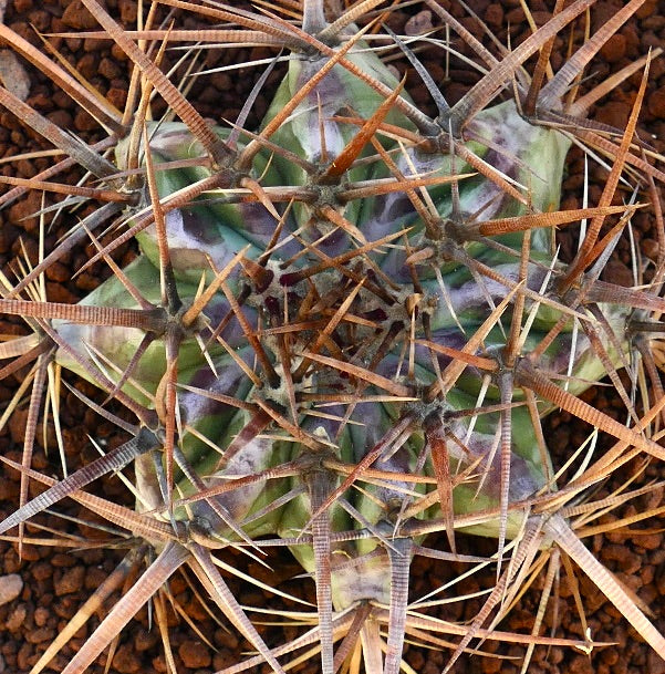 Echinocactus ingens succulent cactus with dense long brown spines and green ribbed body