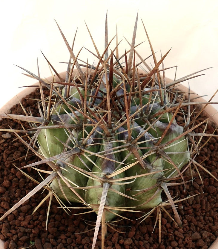 Echinocactus ingens succulent cactus with thick green body and long brown spines in pot