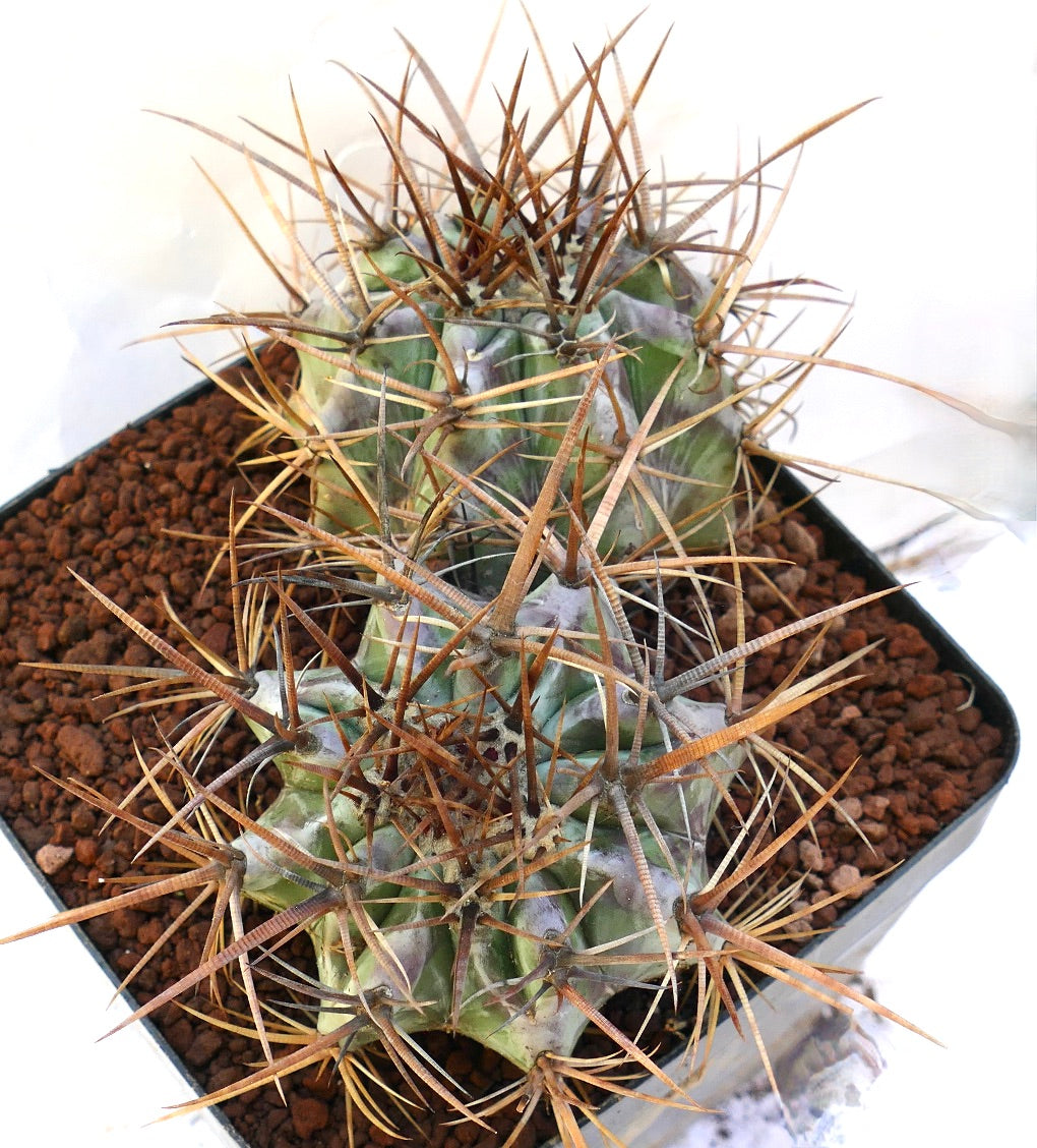 Echinocactus ingens succulent cactus with thick green body and long sharp brown spines in pot