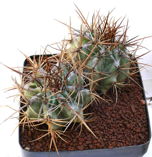Echinocactus ingens succulent cactus with two green heads and long brown spines in pot