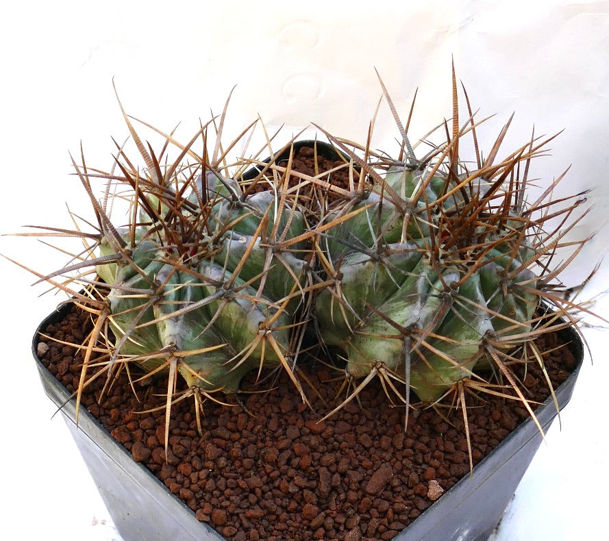Echinocactus ingens succulent cactus with two heads and prominent long brown spines in pot