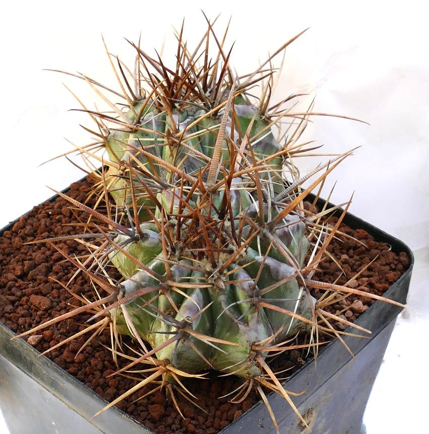 Echinocactus ingens succulent cactus with two heads and long brown spines in pot