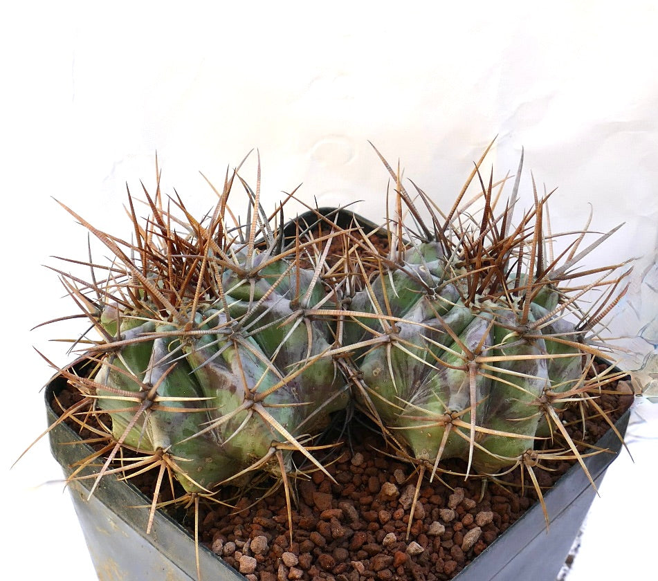 Echinocactus ingens succulent cactus with two heads and long sharp brown spines in pot