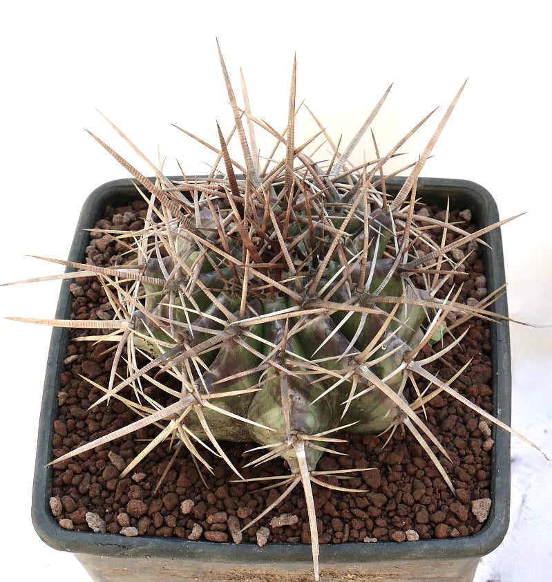 Echinocactus ingens succulent cactus with long sharp brown spines and ribbed green body
