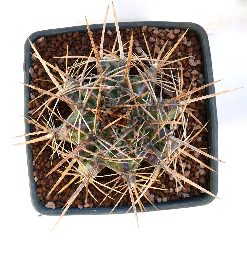 Echinocactus ingens succulent cactus with long thick brown spines in square pot