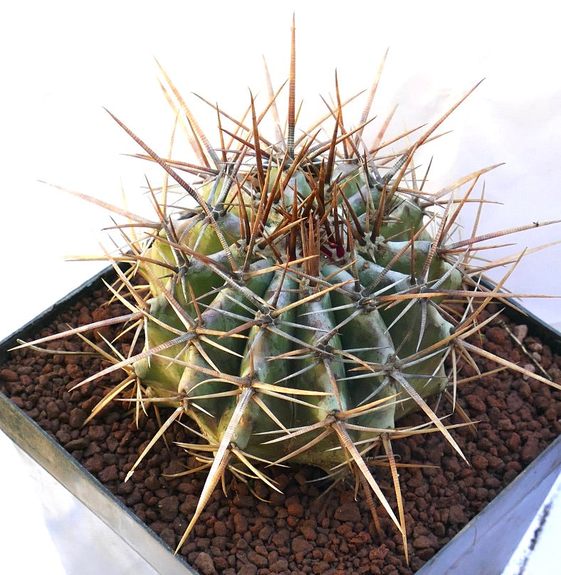 Echinocactus ingens succulent cactus with large golden spines and ribbed green body in pot