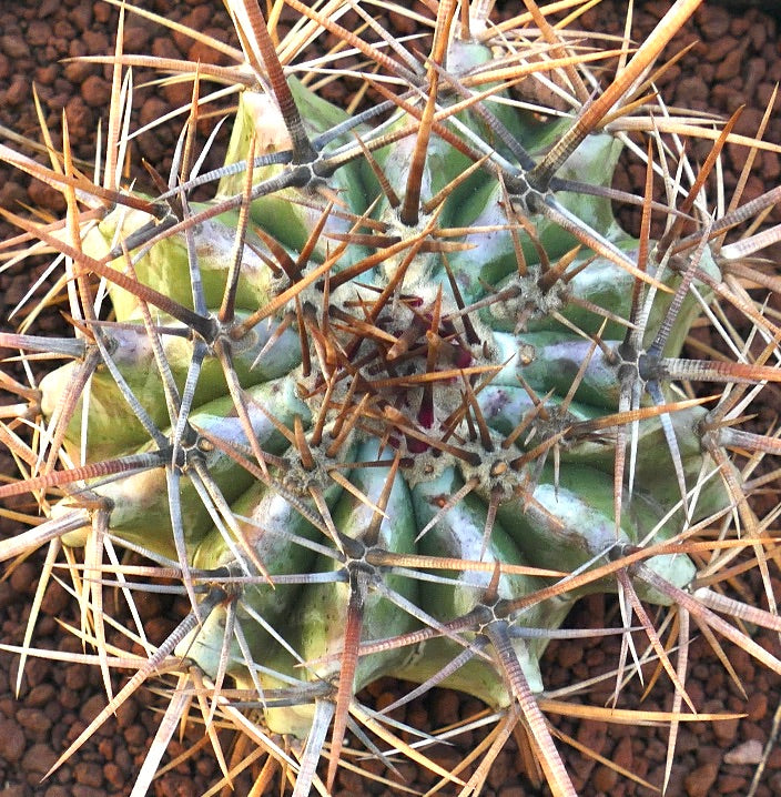 Echinocactus ingens succulent cactus with thick ribs and long sharp brown spines