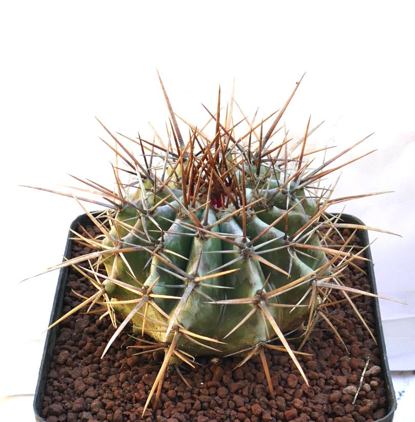 Echinocactus ingens succulent cactus with large brown spines and ribbed green body specimen