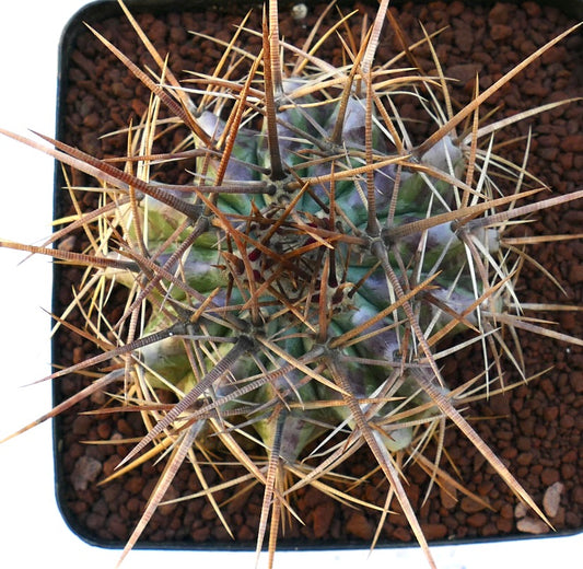 Echinocactus ingens cactus with long brown spines and green ribbed succulent body