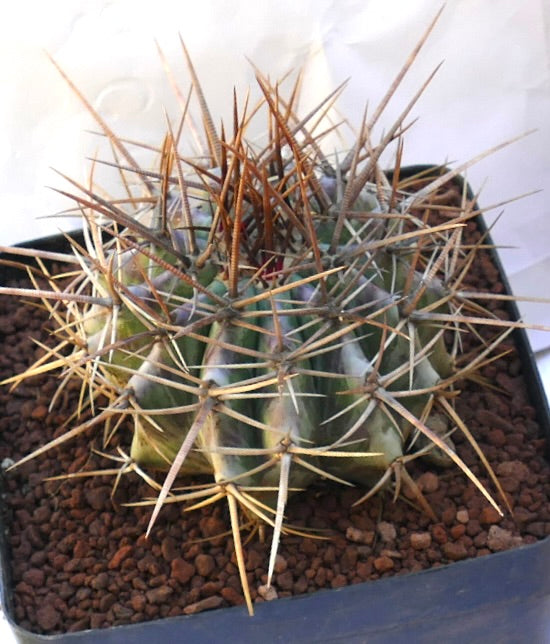Echinocactus ingens succulent cactus with dense long brown and white spines in pot
