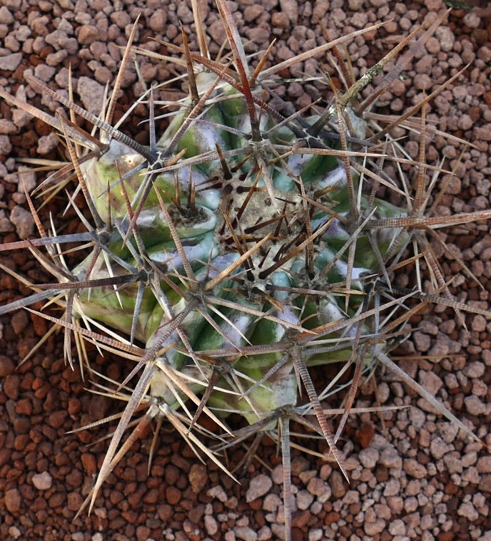 Echinocactus ingens succulent cactus with thick spines and green ribbed body on gravel