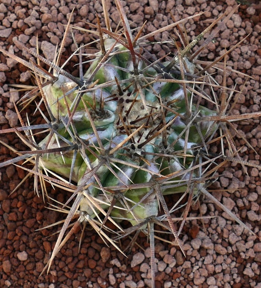 Echinocactus ingens succulent cactus with thick spines and green ribbed body on gravel