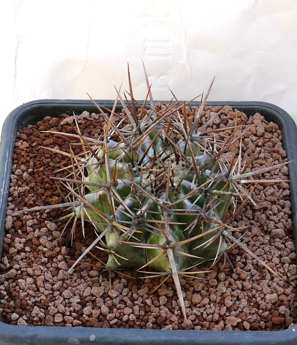 Echinocactus ingens succulent cactus with thick spines and ribbed green body in pot