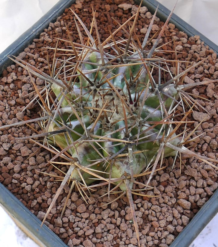 Echinocactus ingens succulent cactus with large brown spines and green ribbed body in pot