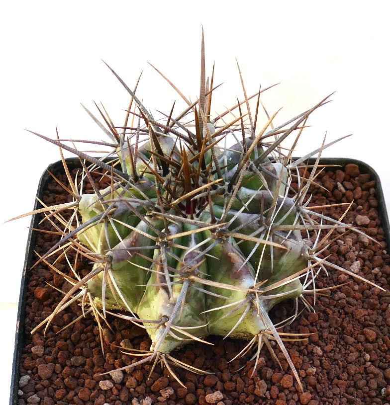 Echinocactus ingens succulent cactus with thick green body and long sharp brown spines
