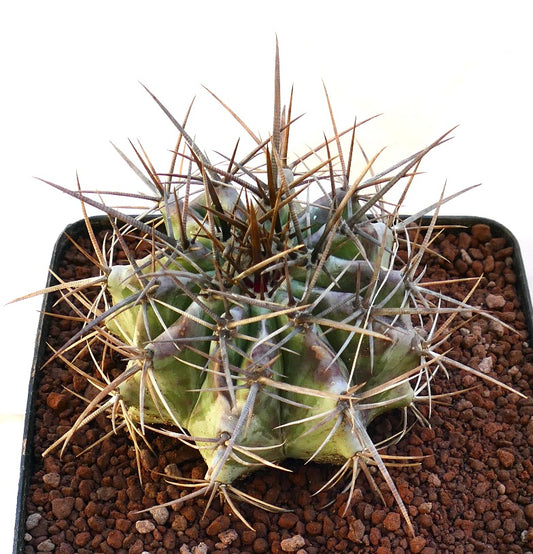 Echinocactus ingens succulent cactus with thick green body and long sharp brown spines
