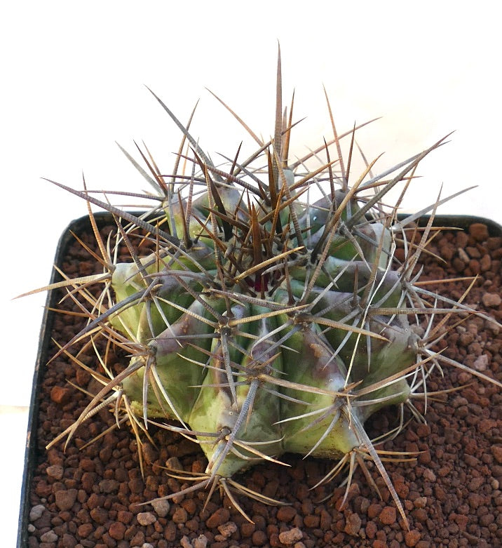 Echinocactus ingens succulent cactus with prominent long brown and gray spines in pot