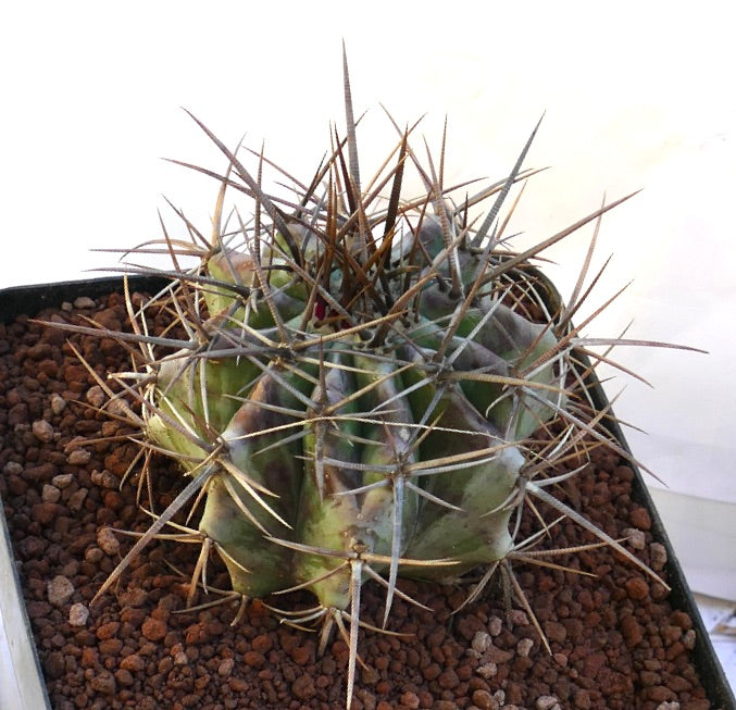 Echinocactus ingens green succulent cactus with prominent long brown and white spines