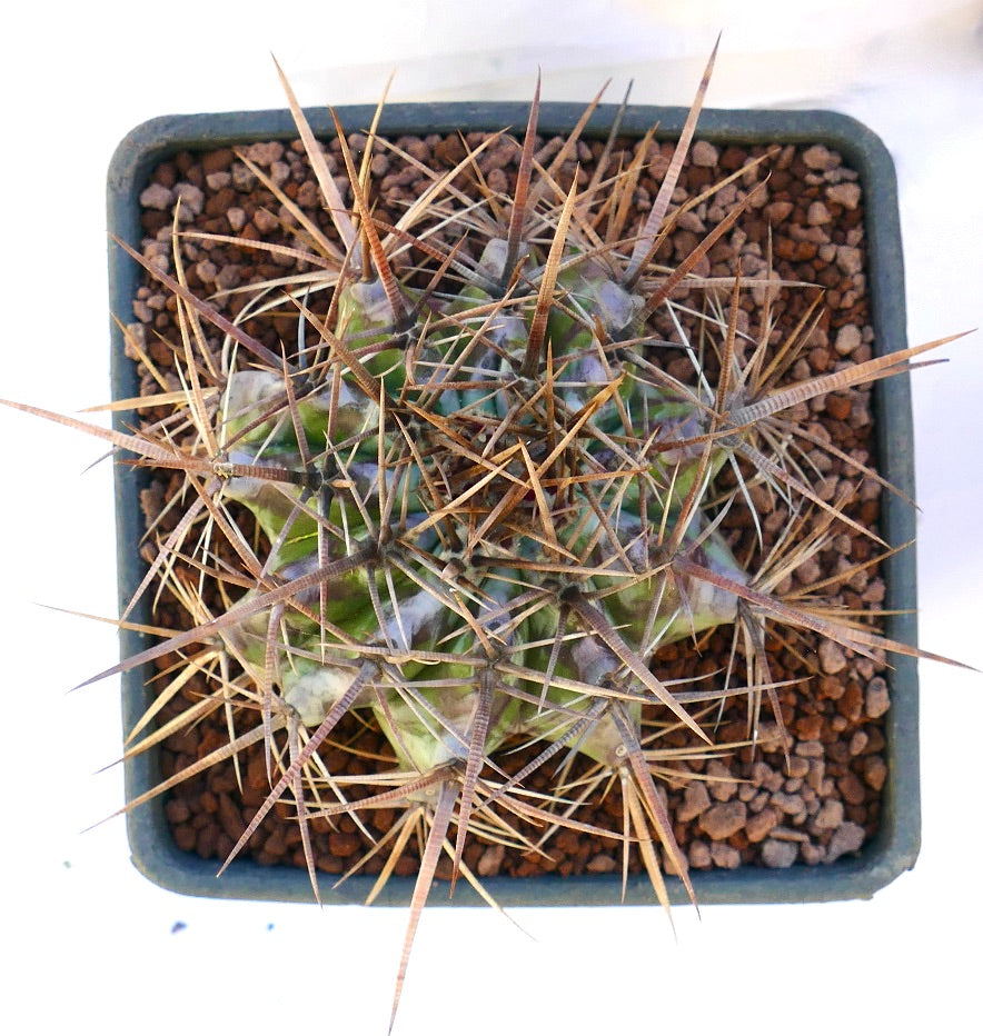 Echinocactus ingens cactus with dense long brown spines and green ribbed body in pot