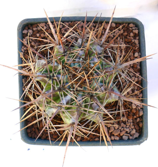 Echinocactus ingens cactus with dense long brown spines and green ribbed body in pot